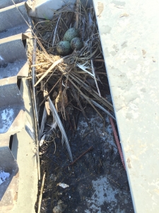 Birds Nest Cleaning